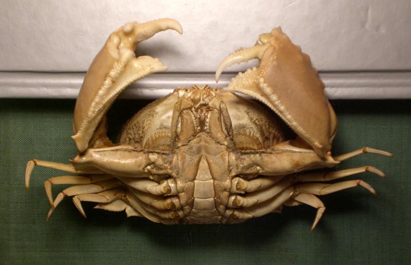 calappa quadrimaculata T.F.C. ventral view.bmp